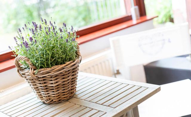 Hausverwaltung Tanja Montag - Lavendel